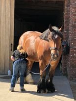 Foto standhouder - Kokerreiniging (Leen Willems)