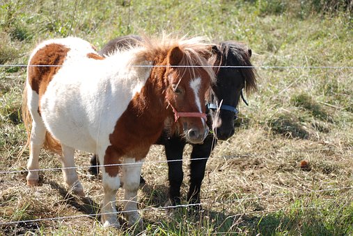 ponies-743538__340 ponies-743538__340