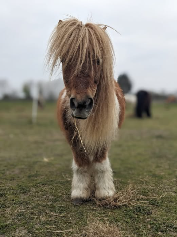 Opvangpony